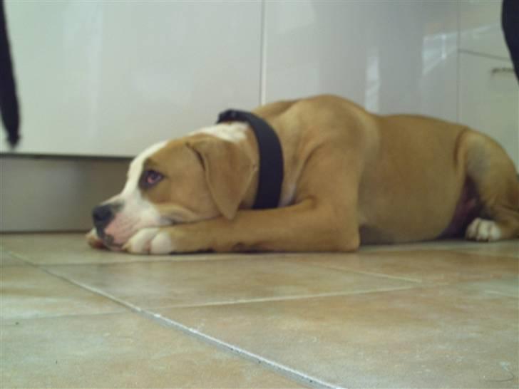 Amerikansk bulldog Cocoe billede 10