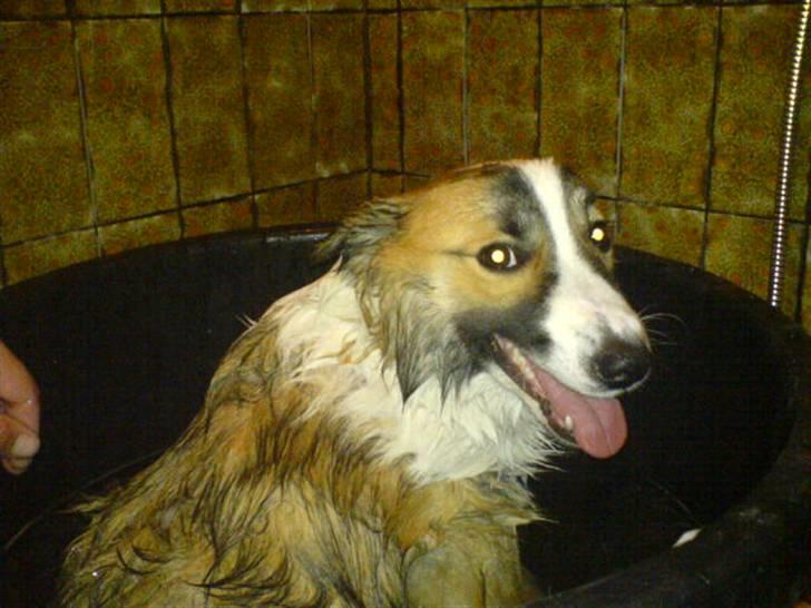 Islandsk fårehund Jack billede 16