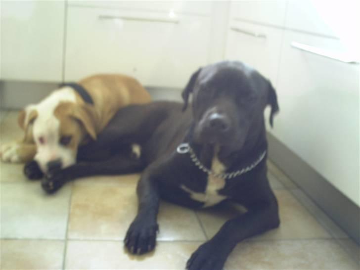 Amerikansk bulldog Cocoe - Hun putter med storebror Pelle (: billede 11