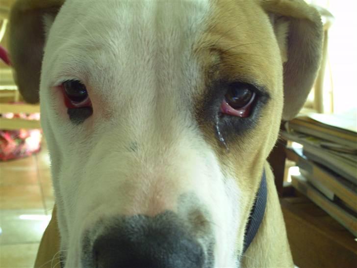 Amerikansk bulldog Cocoe billede 12