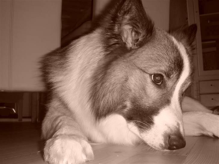 Islandsk fårehund Jack billede 17