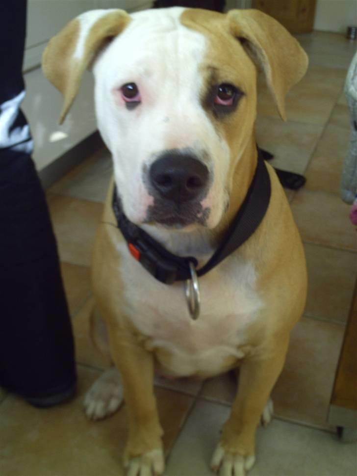 Amerikansk bulldog Cocoe billede 13