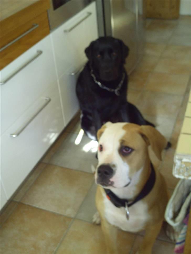 Amerikansk bulldog Cocoe - Her sidder hun sammen med mine forældres labrador :) billede 14