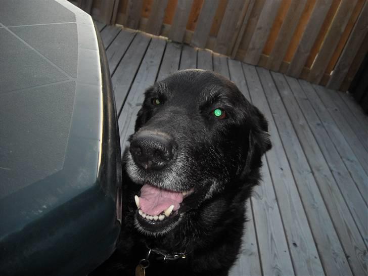 Labrador retriever Paw (Død 30-10-09) R.I.P  - Hej  billede 14