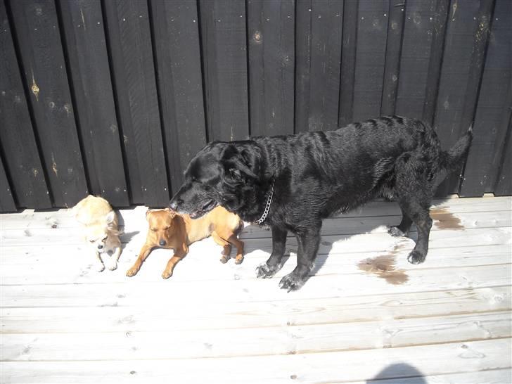 Labrador retriever Paw (Død 30-10-09) R.I.P  - Passer på de små :D billede 16