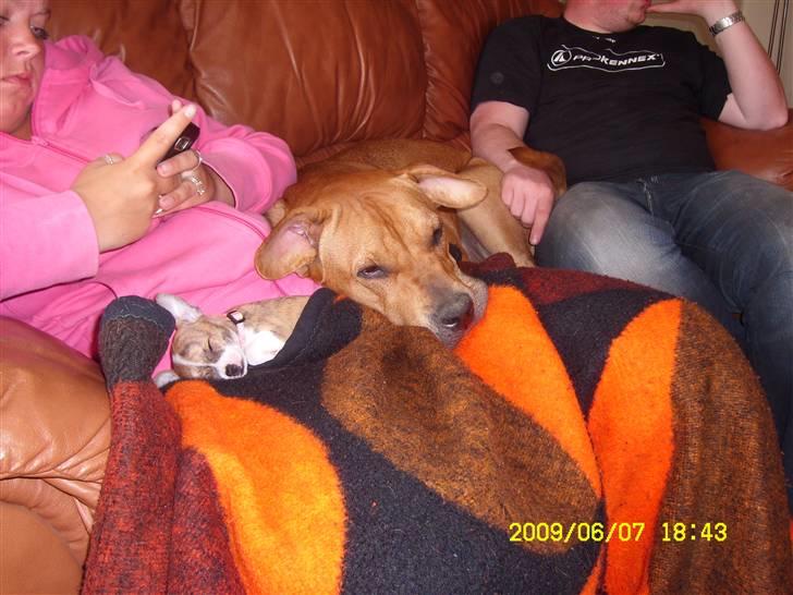 Chihuahua Micha RIP billede 11