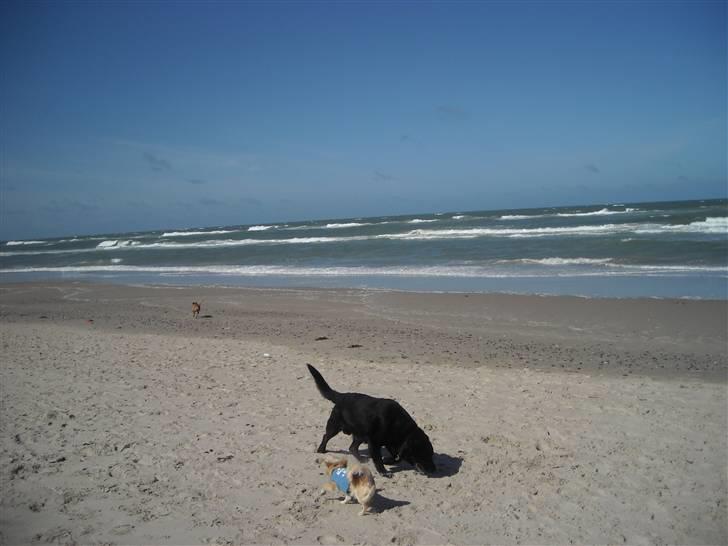 Labrador retriever Paw (Død 30-10-09) R.I.P  - Mig og Ollie <3 billede 18