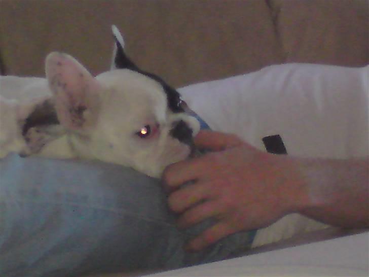 Fransk bulldog Chleo billede 14