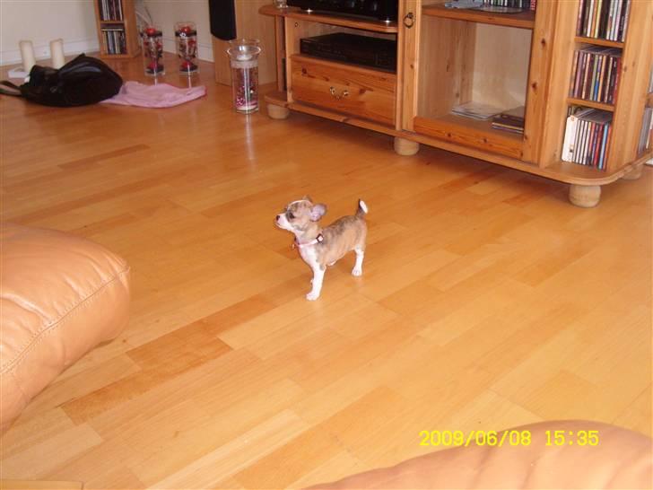 Chihuahua Micha RIP billede 12