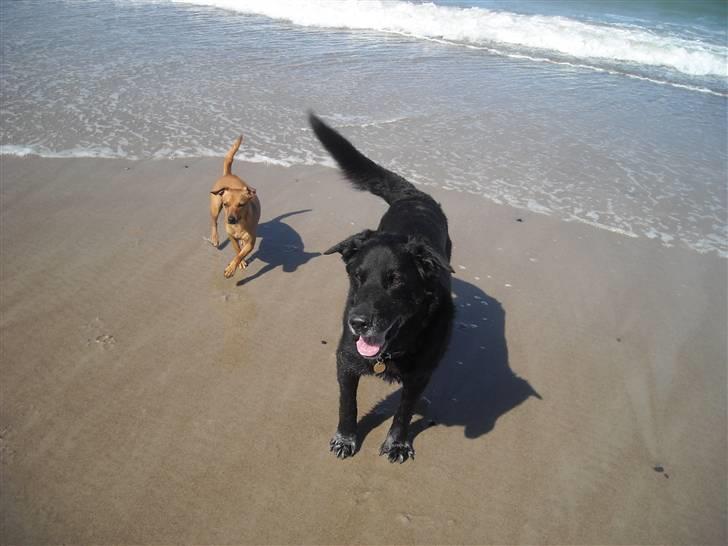 Labrador retriever Paw (Død 30-10-09) R.I.P  - På ferie ved Vesterhavet, dejligt <3 billede 19