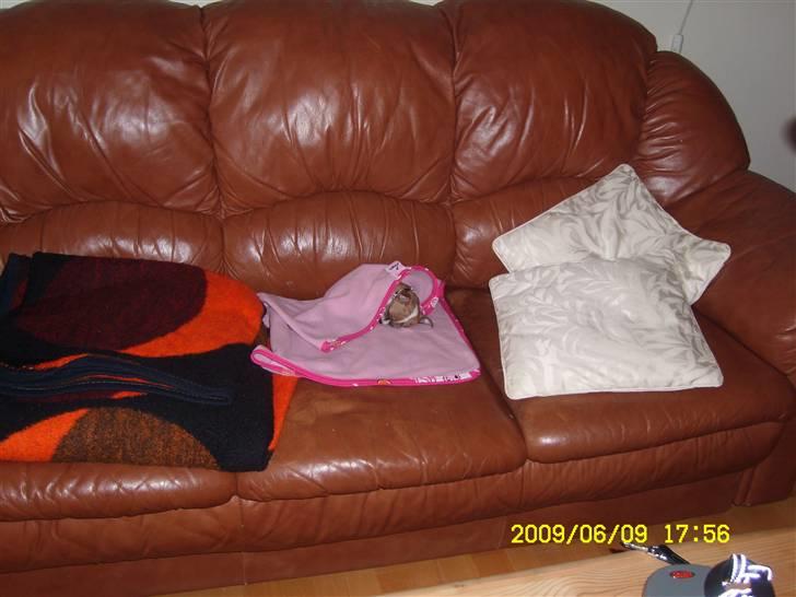 Chihuahua Micha RIP billede 13