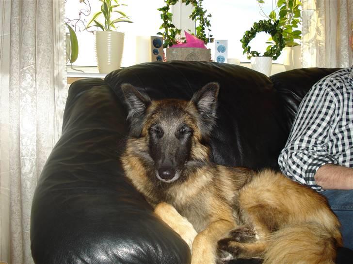 Tervueren ilioet billede 1