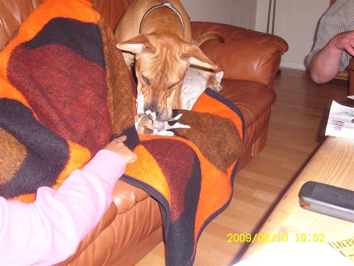 Chihuahua Micha RIP billede 14