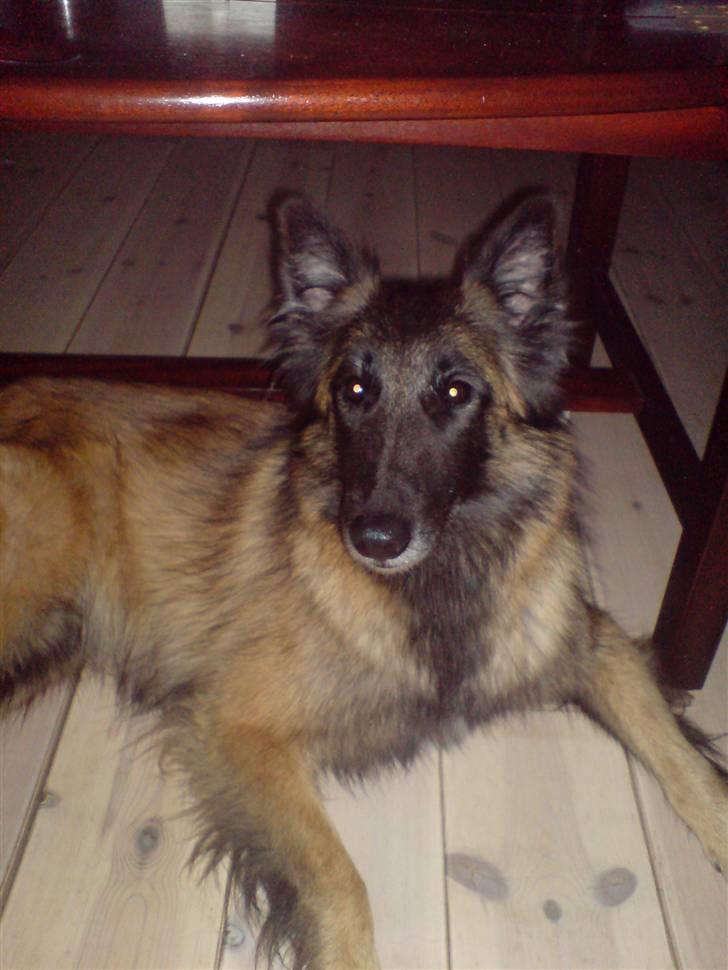 Tervueren ilioet billede 2