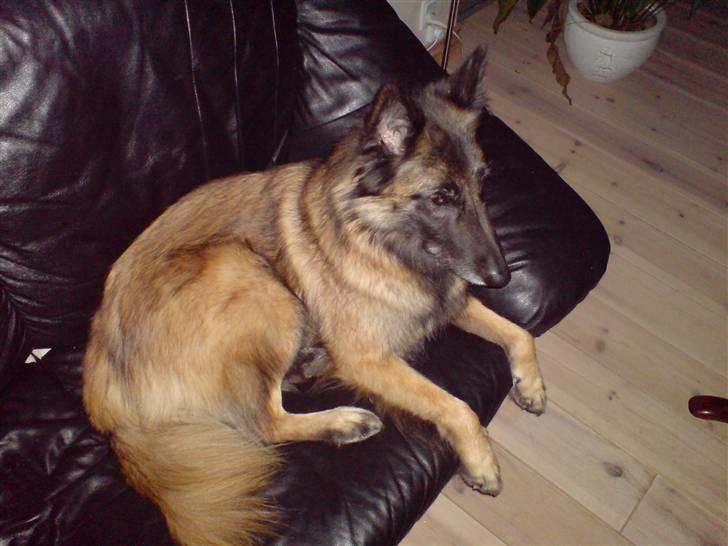 Tervueren ilioet billede 3