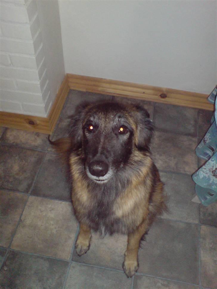 Tervueren ilioet billede 4