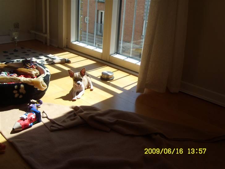 Chihuahua Micha RIP billede 15