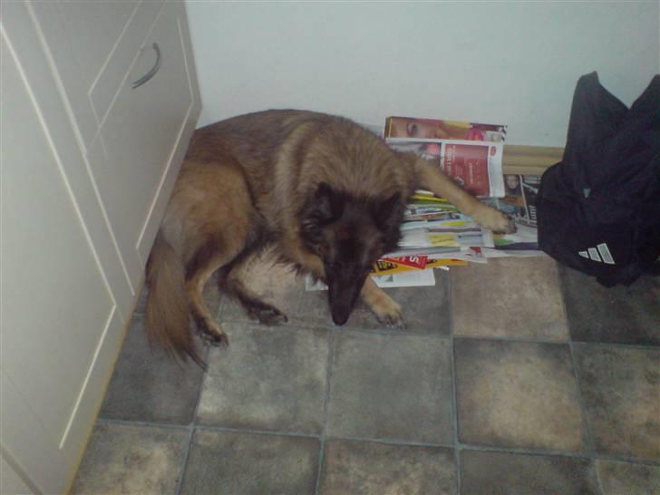 Tervueren ilioet billede 5