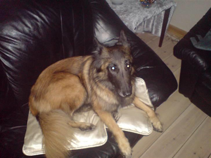 Tervueren ilioet billede 6