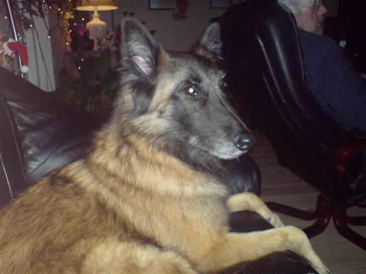 Tervueren ilioet billede 7