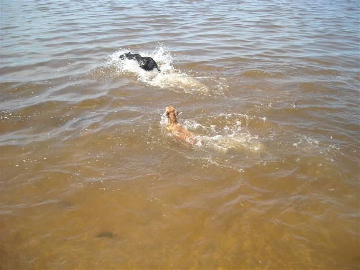 Blanding af racer Fie - Ved Vesterhavet og bade <3 billede 15