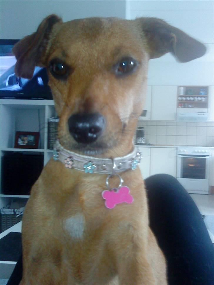 Blanding af racer Fie billede 16