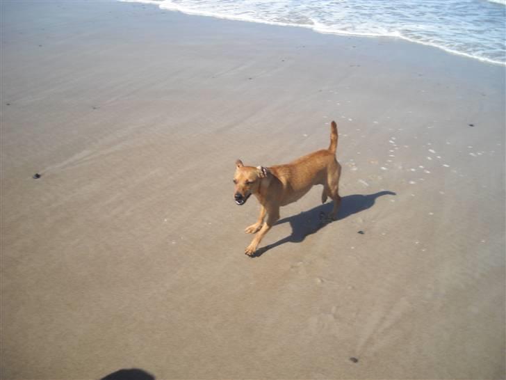 Blanding af racer Fie - Lige været ude at bade :) billede 17