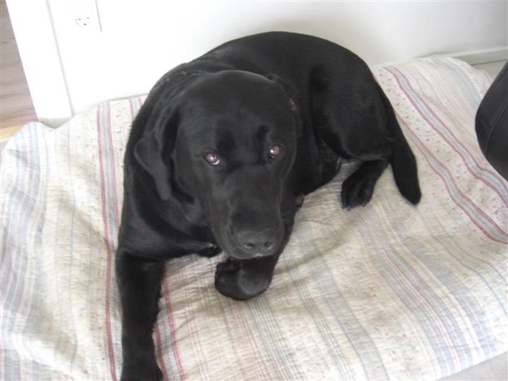 Blanding af racer Chili billede 13