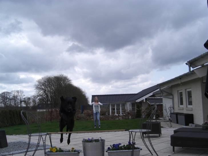 Blanding af racer Chili billede 14