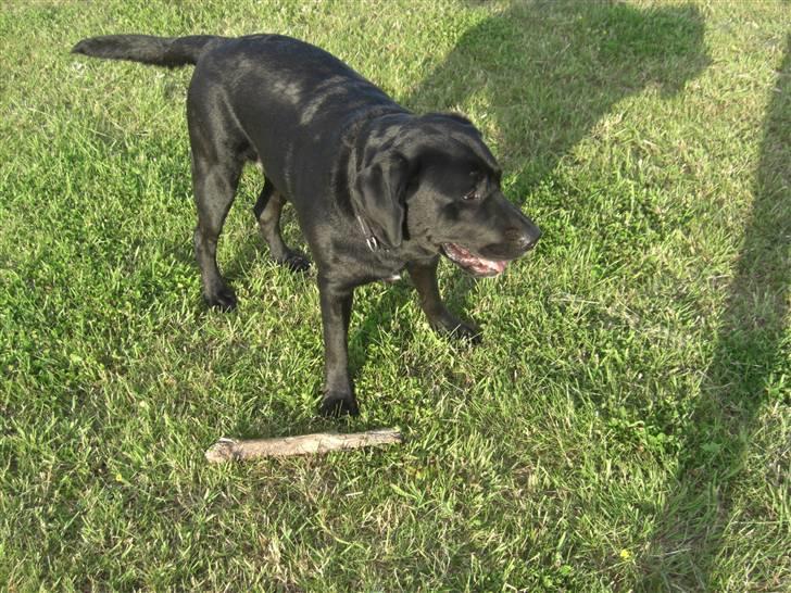 Blanding af racer Chili billede 15