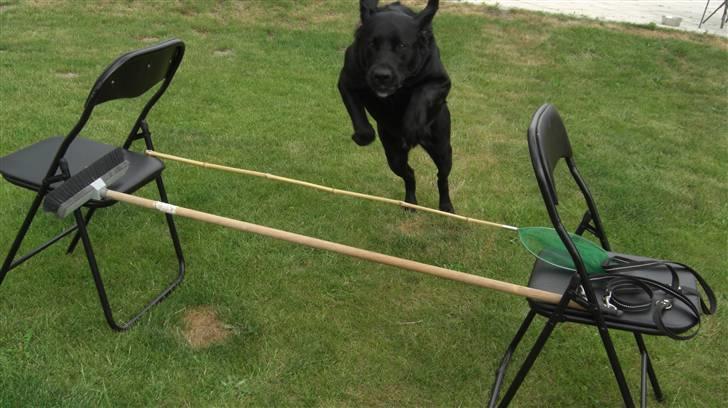 Blanding af racer Chili billede 16