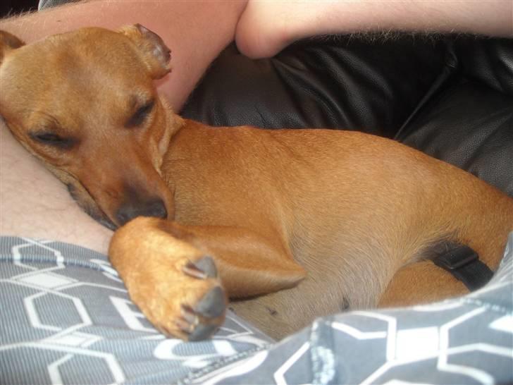 Blanding af racer Fie - Får lige en morfar ved onkel G <3 billede 18