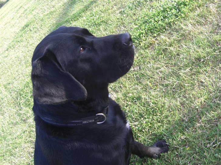 Blanding af racer Chili billede 17