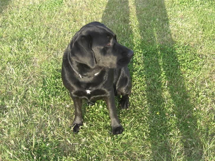 Blanding af racer Chili billede 18