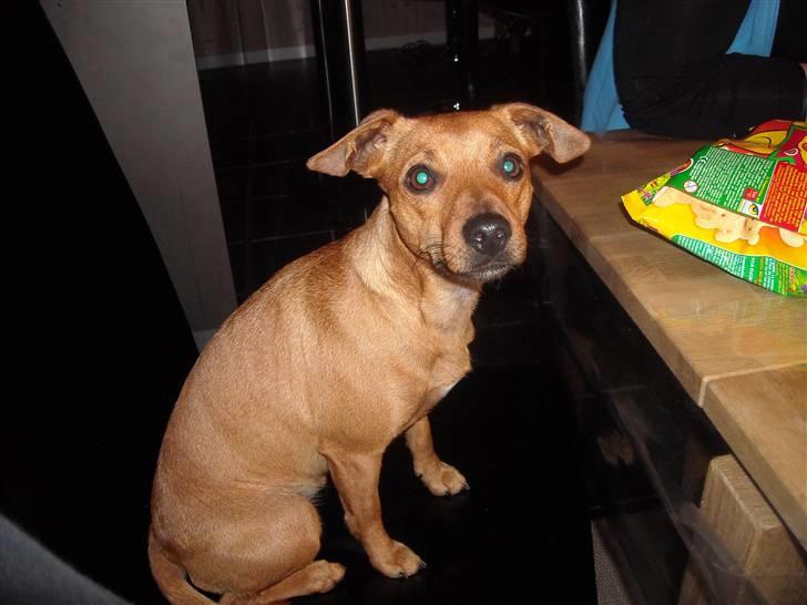 Blanding af racer Fie - Er jeg ik bare sød ? :) billede 19