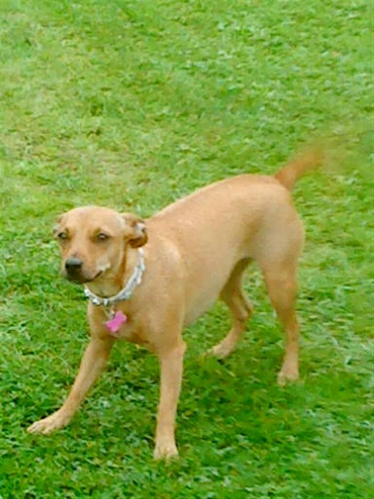 Blanding af racer Fie - Heeej :) billede 20