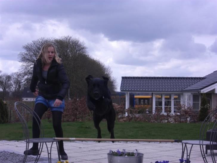 Blanding af racer Chili billede 19