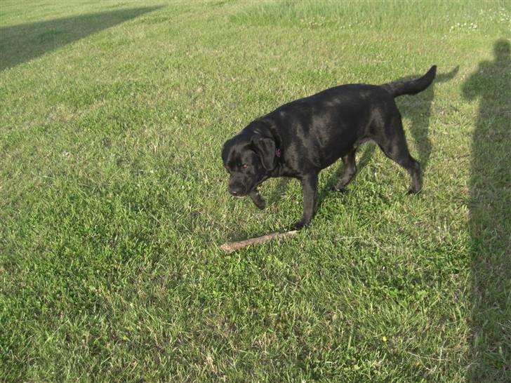 Blanding af racer Chili billede 20