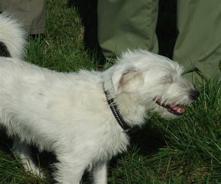 Blanding af racer jack Død d.18/12-10 :´( billede 3