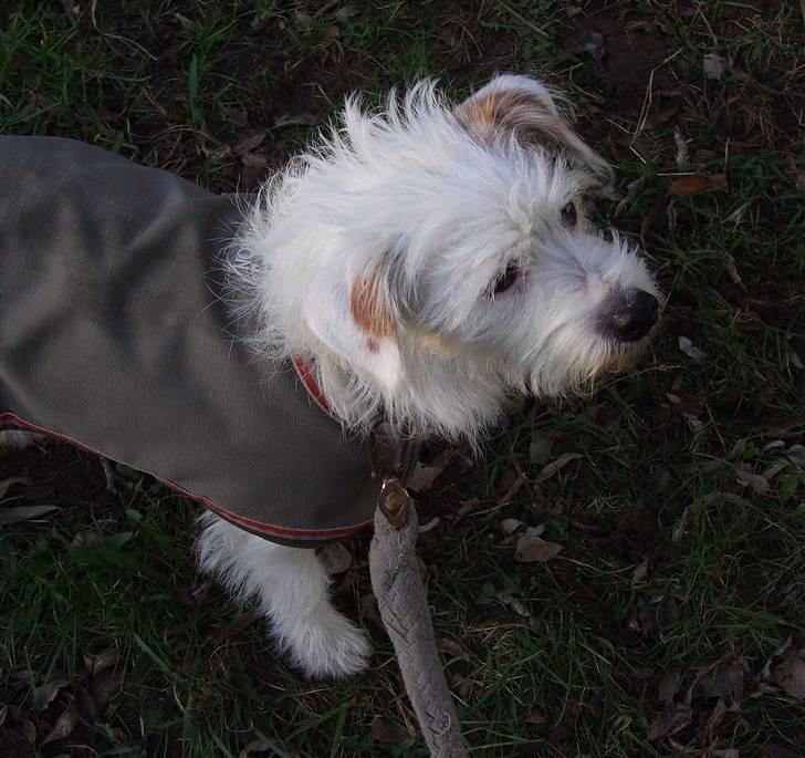 Blanding af racer jack Død d.18/12-10 :´( billede 4