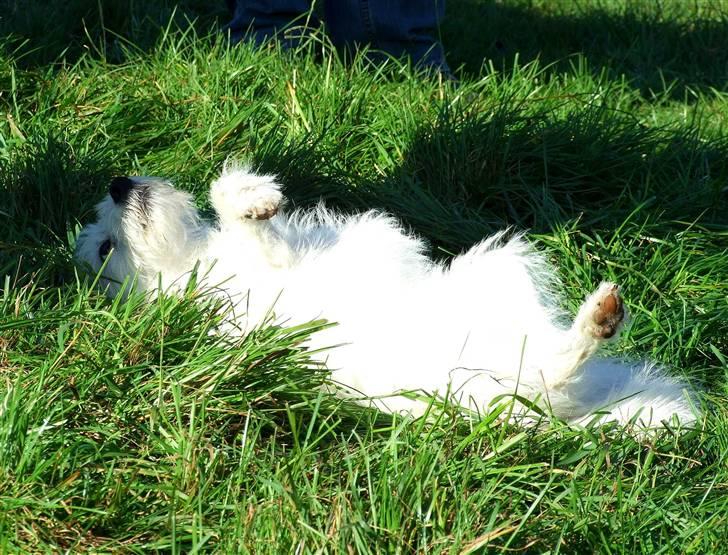 Blanding af racer jack Død d.18/12-10 :´( billede 5