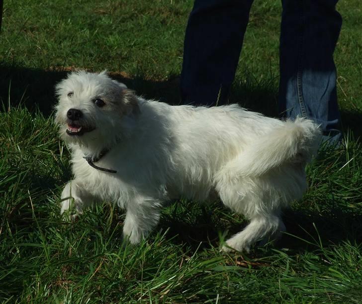 Blanding af racer jack Død d.18/12-10 :´( billede 14