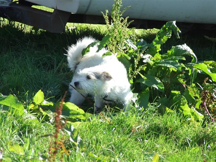 Blanding af racer jack Død d.18/12-10 :´( billede 10