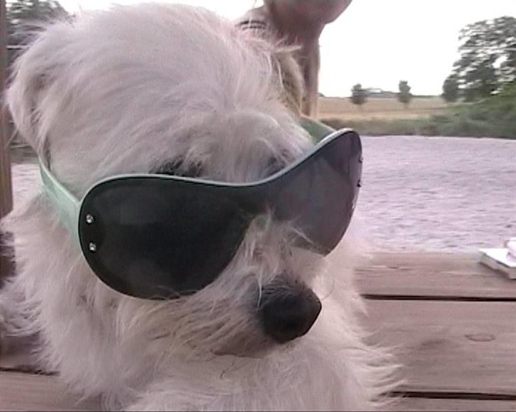 Blanding af racer jack Død d.18/12-10 :´( - Velkommen til Jack´s profil!* billede 2