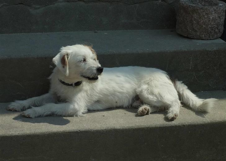 Blanding af racer jack Død d.18/12-10 :´( billede 6