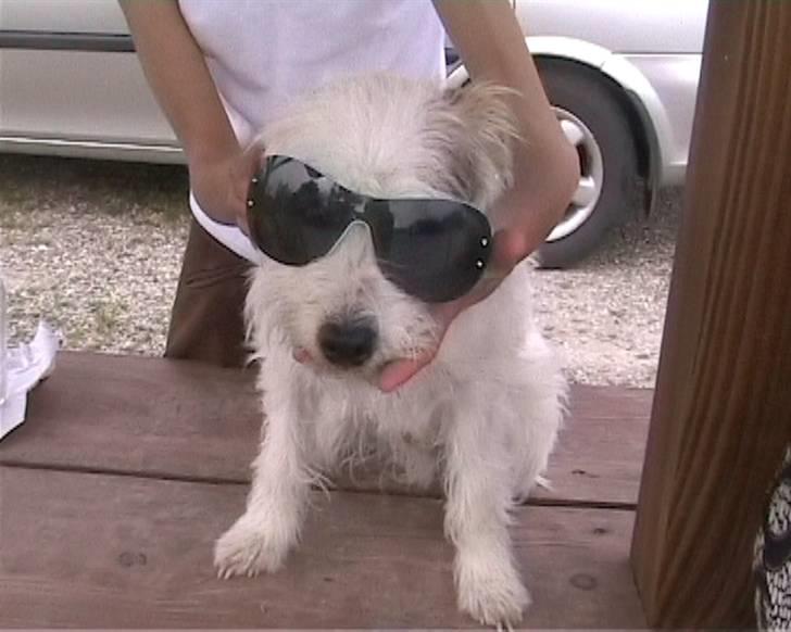 Blanding af racer jack Død d.18/12-10 :´( billede 8