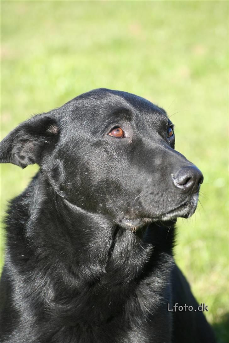 Schæferhund Rico - Tak for kigget
-knus Rico billede 17