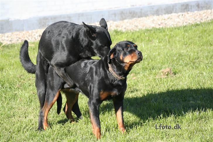 Schæferhund Rico billede 6