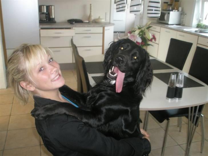 Kleiner münsterländer Bølle <3 - mig og bølle :* romantisk! <3 jeg elsker dig din dejlige hund :* billede 2