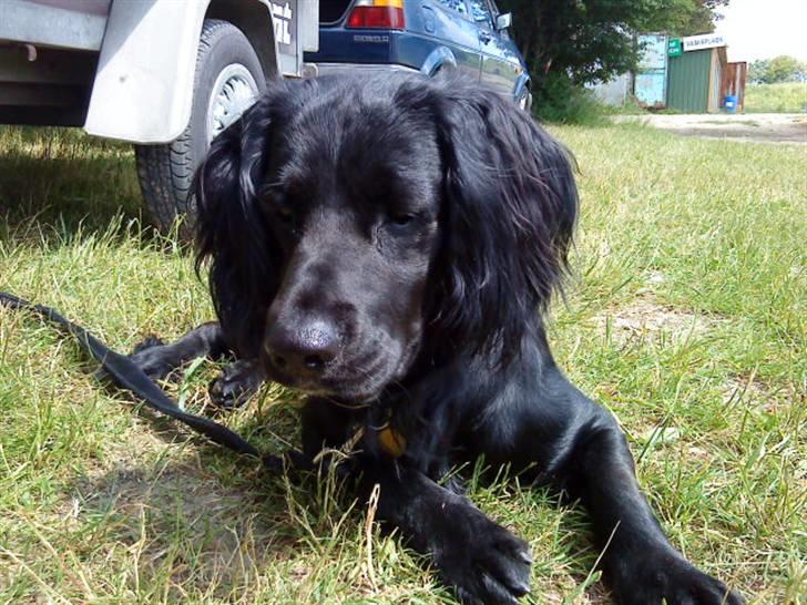 Kleiner münsterländer Bølle <3 - bølle ude på cross banen <3 billede 3